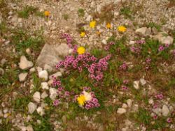 2013-06-23_Sonnenspitz_Jochberg (086).JPG